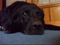 Black labrador My Dog jenny (With video)