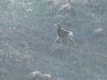 270 WSM vs muley buck 270 WSM vs muley buck