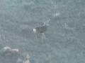 videos de 270 WSM vs muley buck