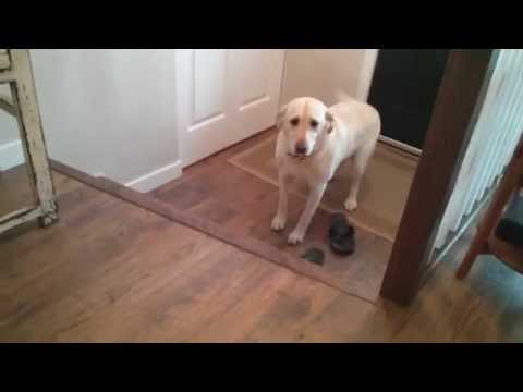 O cão que odeia escadas