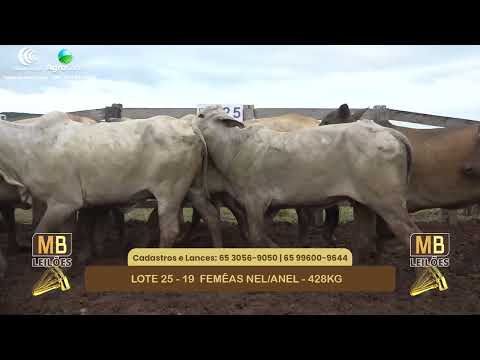 551� LEIL�O VIRTUAL MB LEIL�ES