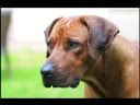 videos de Rhodesian Ridgeback Biography, Part II