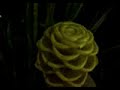 nectar drink of the gods ambrosia  elixir of life