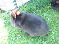 lapin