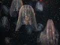 Aquarium of the Pacific Jellyfish Aquarium of the Pacific Jellyfish
