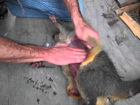 how to skin a possum nz