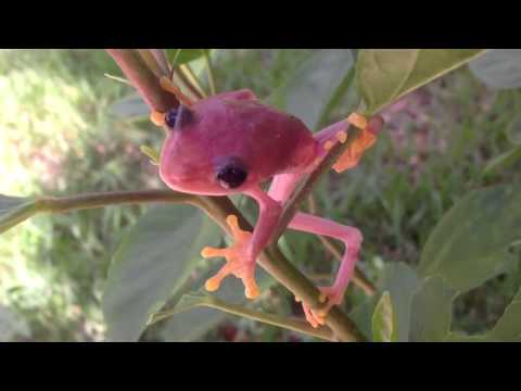 YouTube reptile video