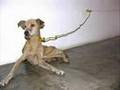 Crítica contra Guillermo Habacuc Vargas, Abusador de Animales