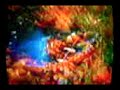 the-dolphins-adventure-a-timeless-classic.html