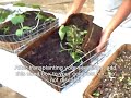 Como crecer, germinar semillas. Part 2. English subtitled Como crecer, germinar semillas. Part 2. English subtitled