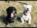Zwei verliebte Hunde oder Two dogs in love
