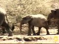 Elephant youngster slips and falls