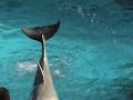 delphin show im zoo duisburg