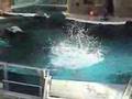 Delphin Show im Zoo Duisburg