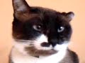 CAT TALk