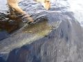 Svårt att fiska lax?