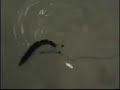 Lippus Swimbait HJ Style