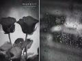 اصحى تزعل - حامد زيد