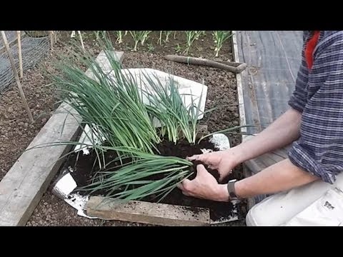 how to transplant leeks