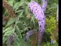 Humming Bird Hawk Moth Humming Bird Hawk Moth