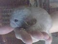 Another baby again