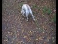 In het bos en bot thuis.