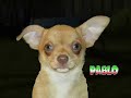 the chihuahuas --episode 5 
