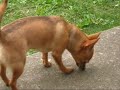 the chihuahuas --episode 5 