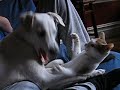 Who says cats and dogs can\ Who says cats and dogs can\