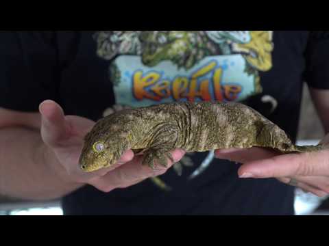YouTube reptile video