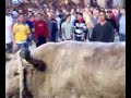 Bou en corda a ontinyent bou blanc