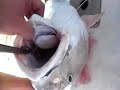 Texas Bull Redfish Texas Bull Redfish