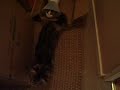 groggy kittens?