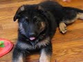 GERMAN SHEPHERD PUPPY FOR SALE