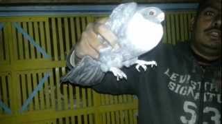 Adel Abou Zane El Saiedy Zaneb- Cairo (Egyptian Swift)