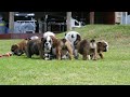English Bulldog Puppies for Sale Www.englishbulldogbreeder.net