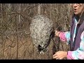 Blackberries and Bald-Faced Hornets