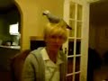 Lucy, my african grey parrot attackin me mum!! haha.. Lucy, my african grey parrot attackin me mum!! haha..