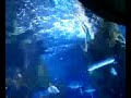 This si a Guitar Fish I filmed him at the Opry Mills Mall