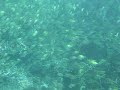 Surgeon Fish