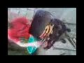 Hammerfall Jugando con chorizos