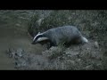 Jazbec (Badger) 23.8.2008 III. Jazbec (Badger) 23.8.2008 III.