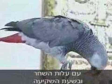 Arabic Language - Bird Language.
