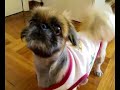 Pekingese-Longbe Crying for Food