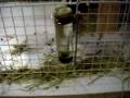 Flemish Giant Rabbit Momma