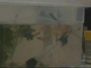 Alevinos de Betta Splendens...Saltos ornamentais!!! 
