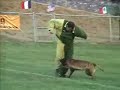 Dogs of Dantero - Belgian Malinois