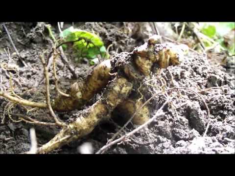 how to harvest wild ginseng in illinois