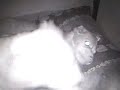 Perros infrarrojos