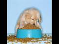 Sabedoria Canina